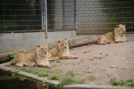 Lions7