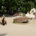 Camels1