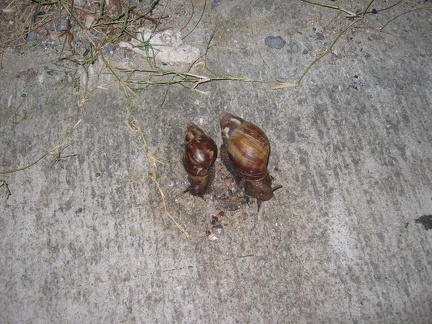 Snail