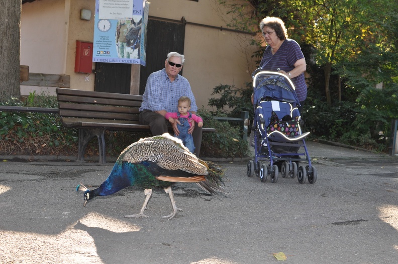 Peacock.JPG