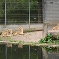 Lions2