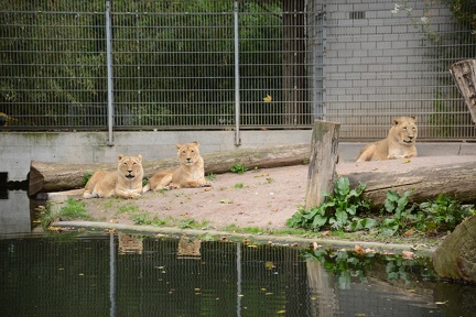 Lions2