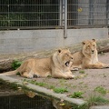 Lions3