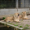 Lions4