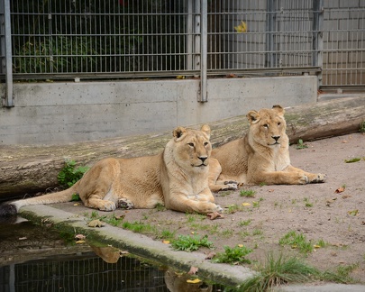 Lions5