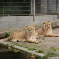 Lions6