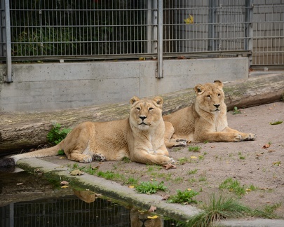 Lions6