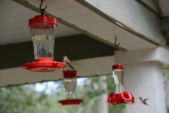 Hummingbirds1