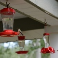 Hummingbirds1