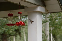 Hummingbirds2