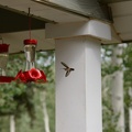 Hummingbirds2