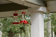 Hummingbirds3