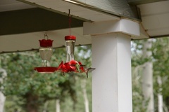 Hummingbirds4