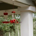 Hummingbirds4