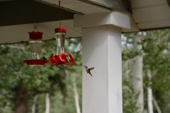 Hummingbirds5