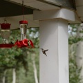 Hummingbirds5