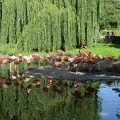 Flamingos.JPG