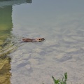 Otter