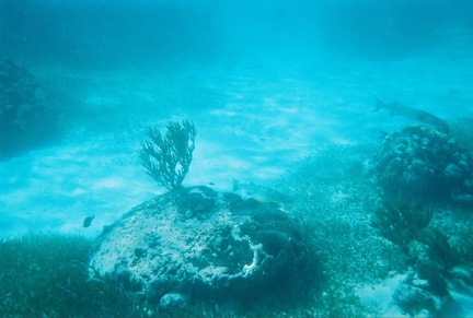 Baracuda2