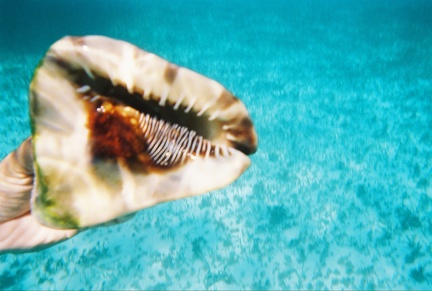 Conch