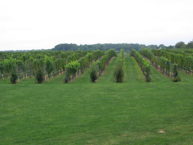 vines at winery.jpg